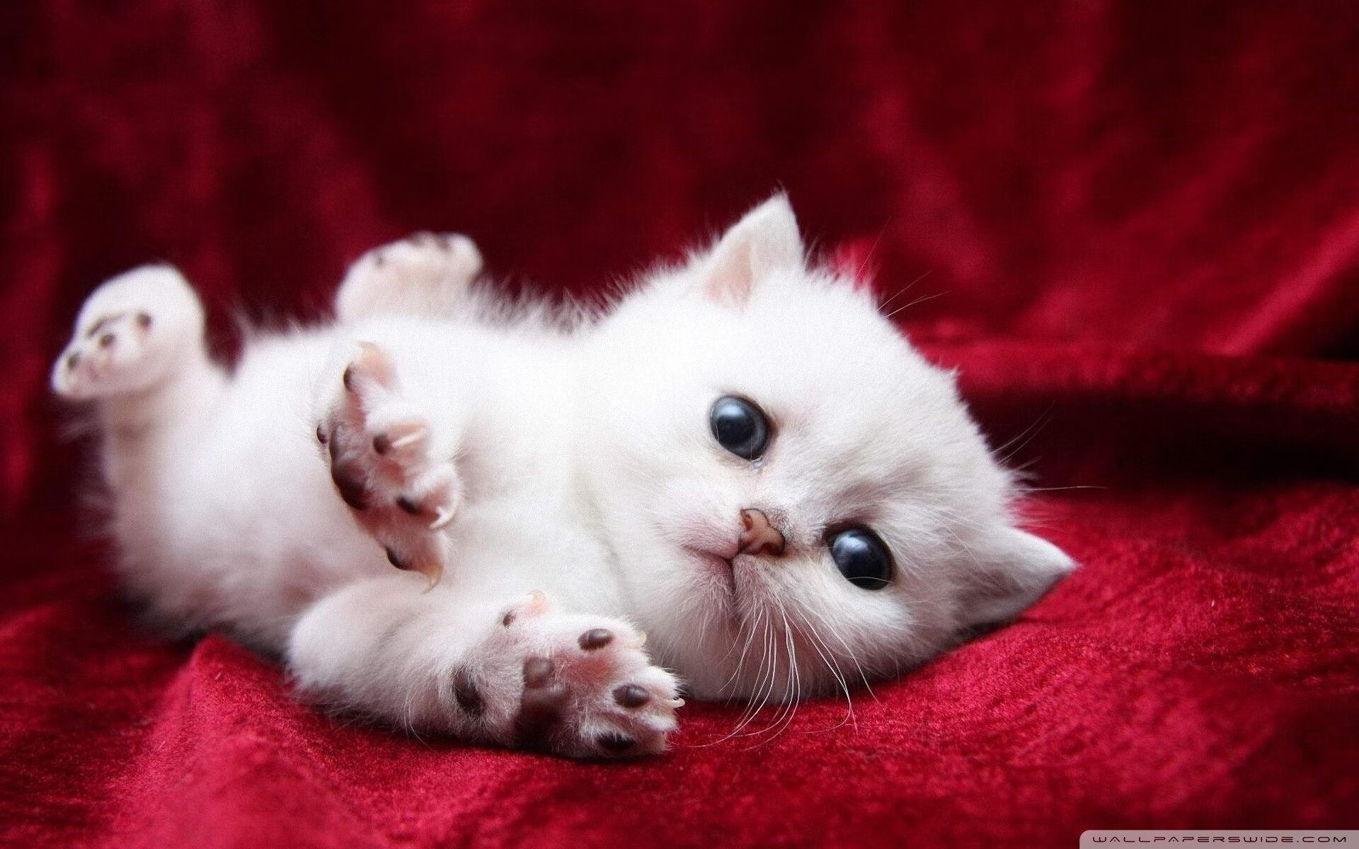 开云官网在线-【比赛现场直击】冠军运动员的临场应变能力，运动员进场展示